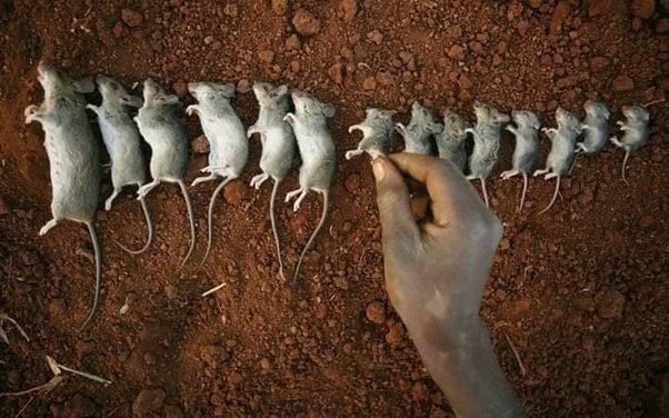 Behavioral sink: How 1960s Mouse Utopias Led to Grim Predictions for Future of Humanity